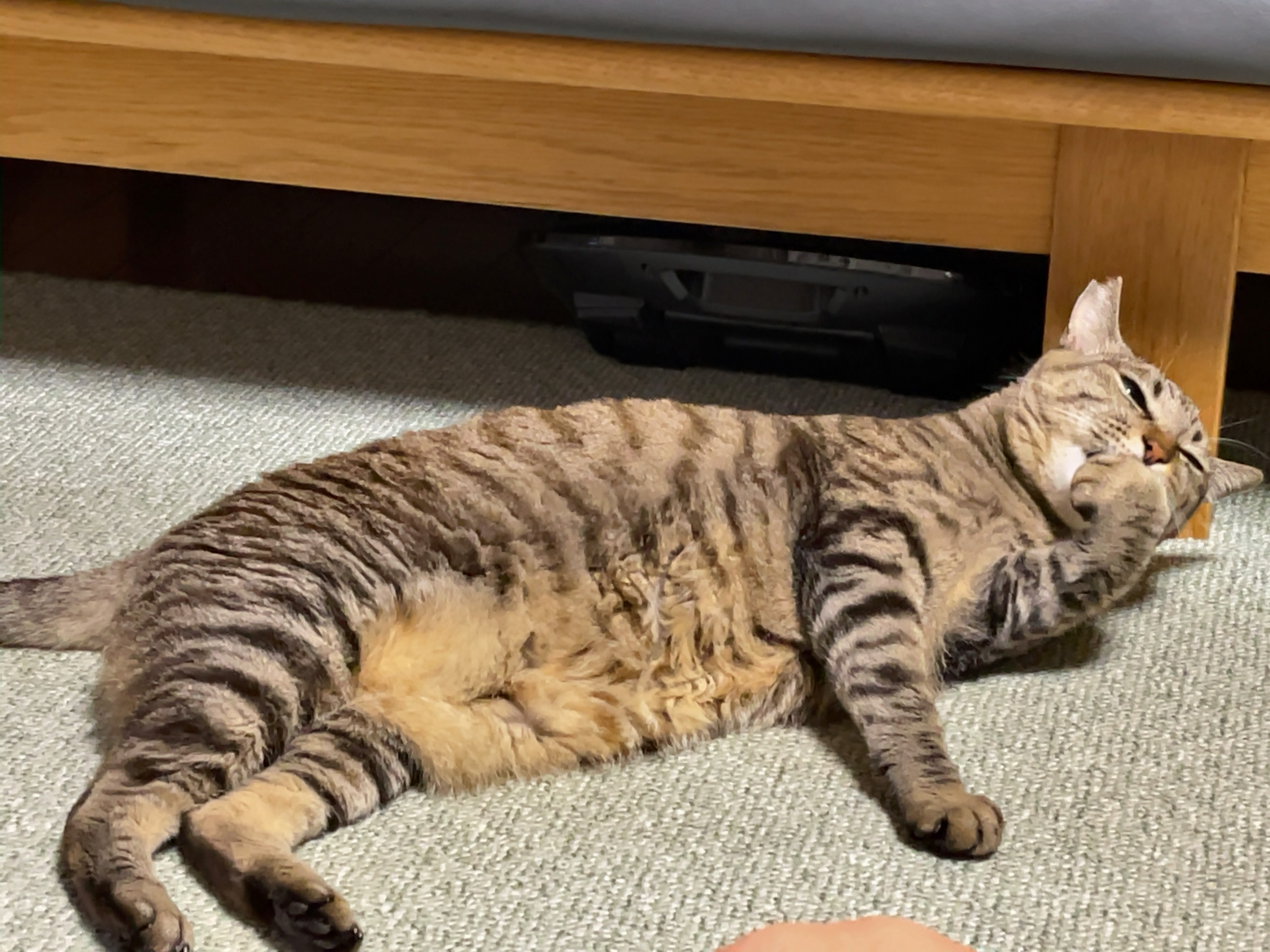 実家の猫ちゃん。 画像